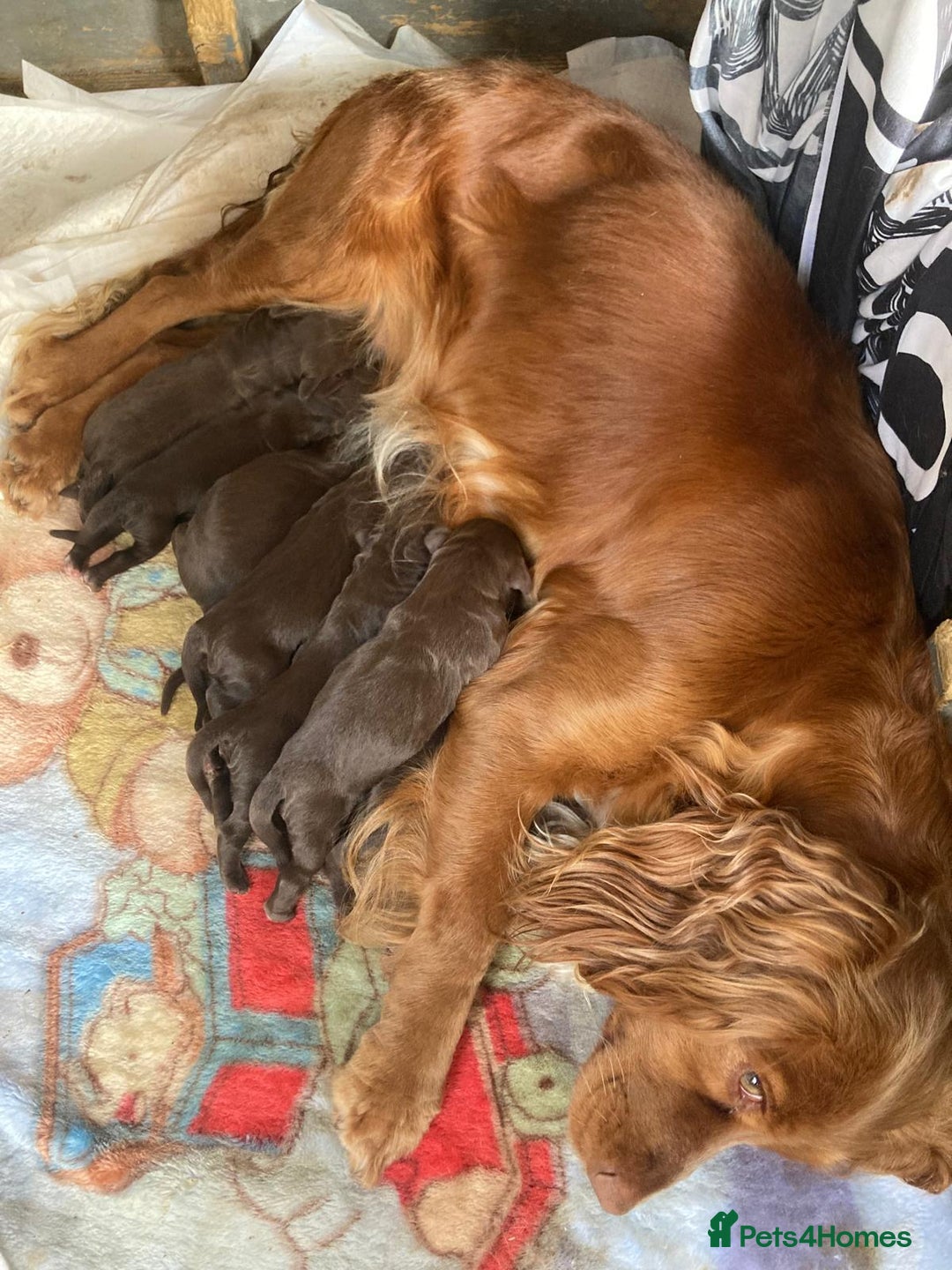 Cocker Spaniel dogs for sale: Cocker spaniels - Image 1