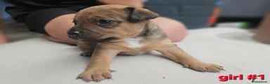 Mixed Breed 4