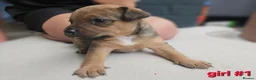 Mixed Breed dogs for sale: Gorgeous Jack Russells in Chichester - Advert 7