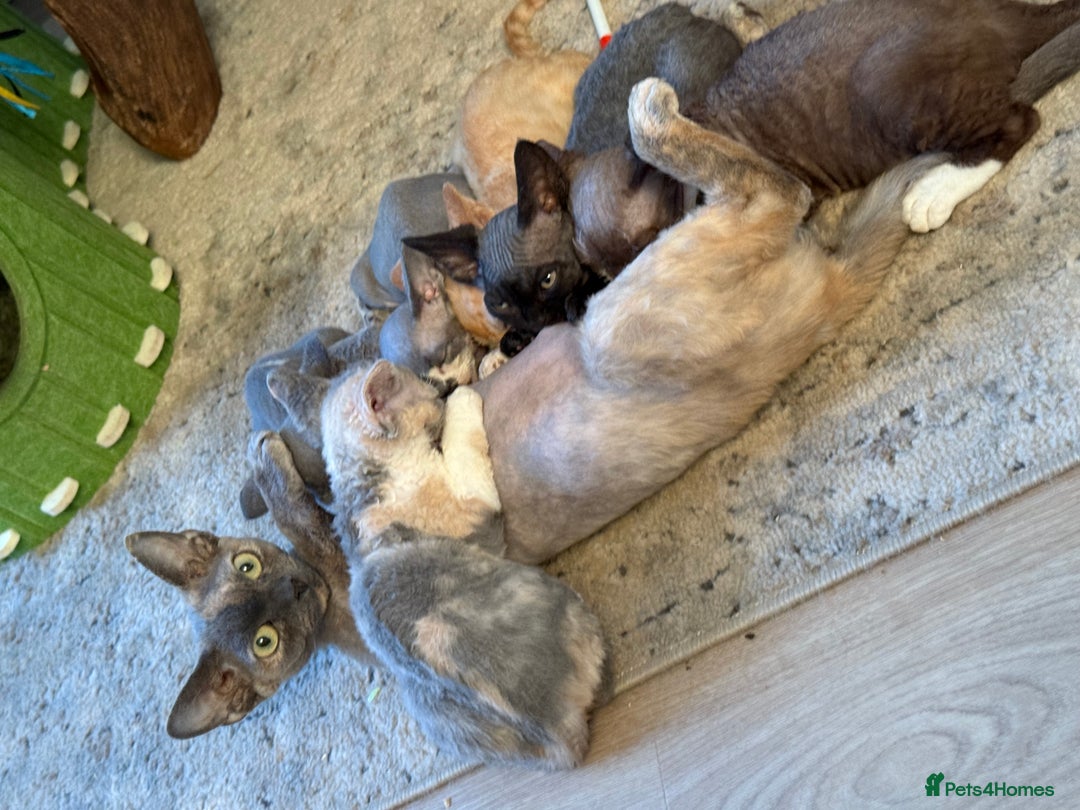Devon Rex cats for sale: Devon Rex Kittens  - Image 19