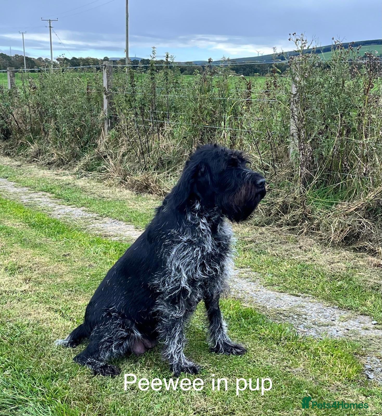 German Wirehaired Pointer dogs Forthcoming Litter of German Wirehaired Pointers - Advert 2