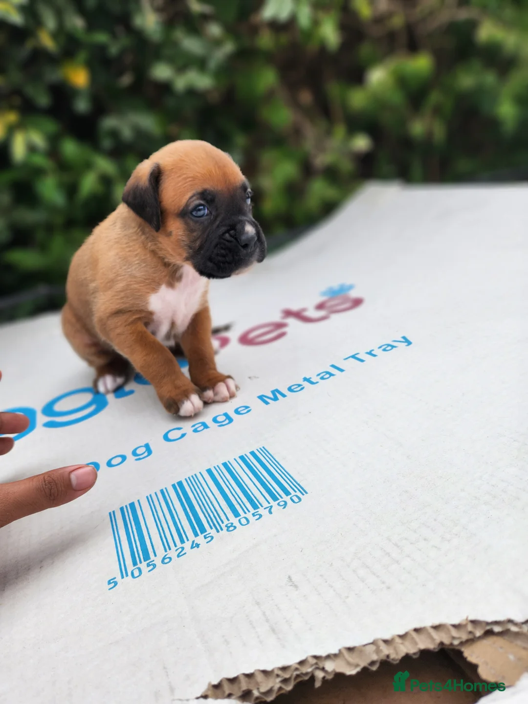 Boxer dogs for sale: Bobtail K C reg - Advert 2
