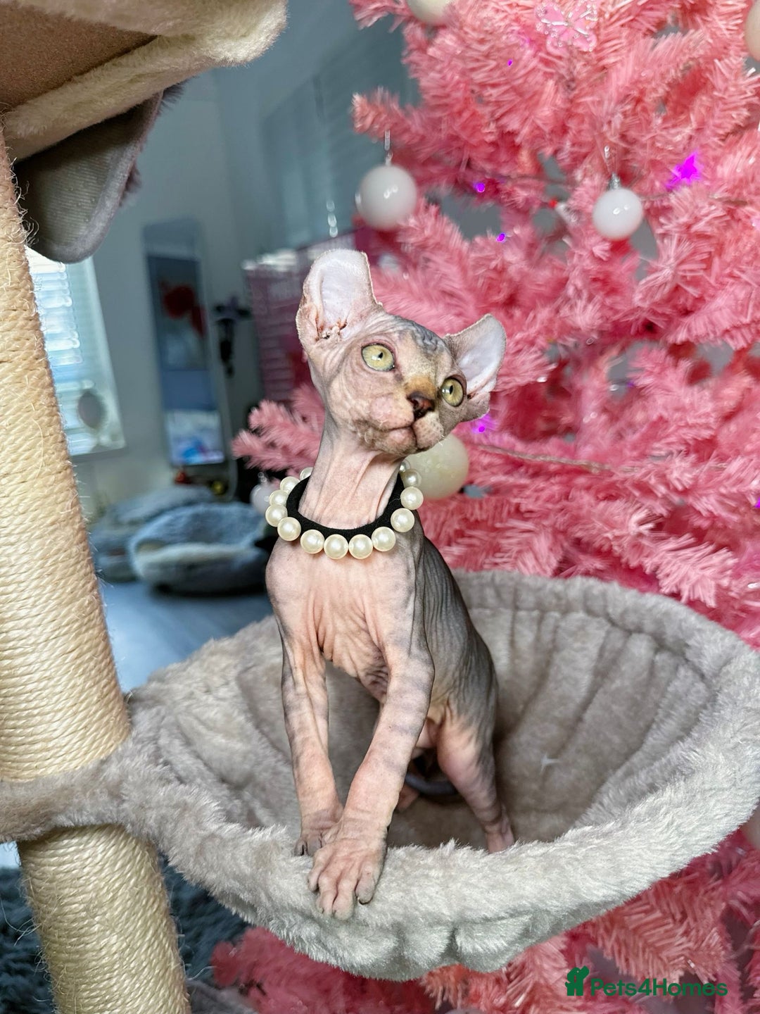 Sphynx cats for sale: 🌟 Stunning Sphynx & Elf Kittens  - Advert 29