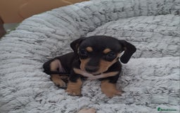 Dachshund dogs for sale: Miniature dachshund girls, cream & black and cream - Image 5