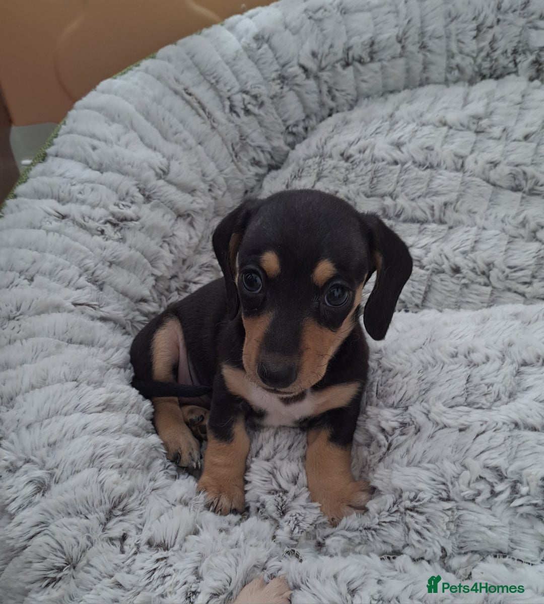 Dachshund dogs for sale: Miniature dachshund girls, cream & black and cream - Image 5