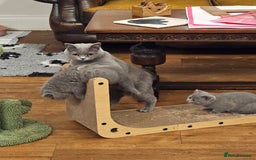 British Shorthair cats for sale: GCCF BSH Blue pedigree kittens for sale - Image 13