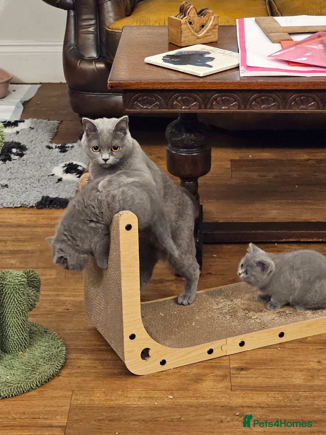 British Shorthair cats for sale: GCCF BSH Blue pedigree kittens for sale - Image 13