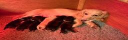 Miniature Dachshund dogs for sale: Stunning litter of Mini Long Haired Dachshunds - Advert 8