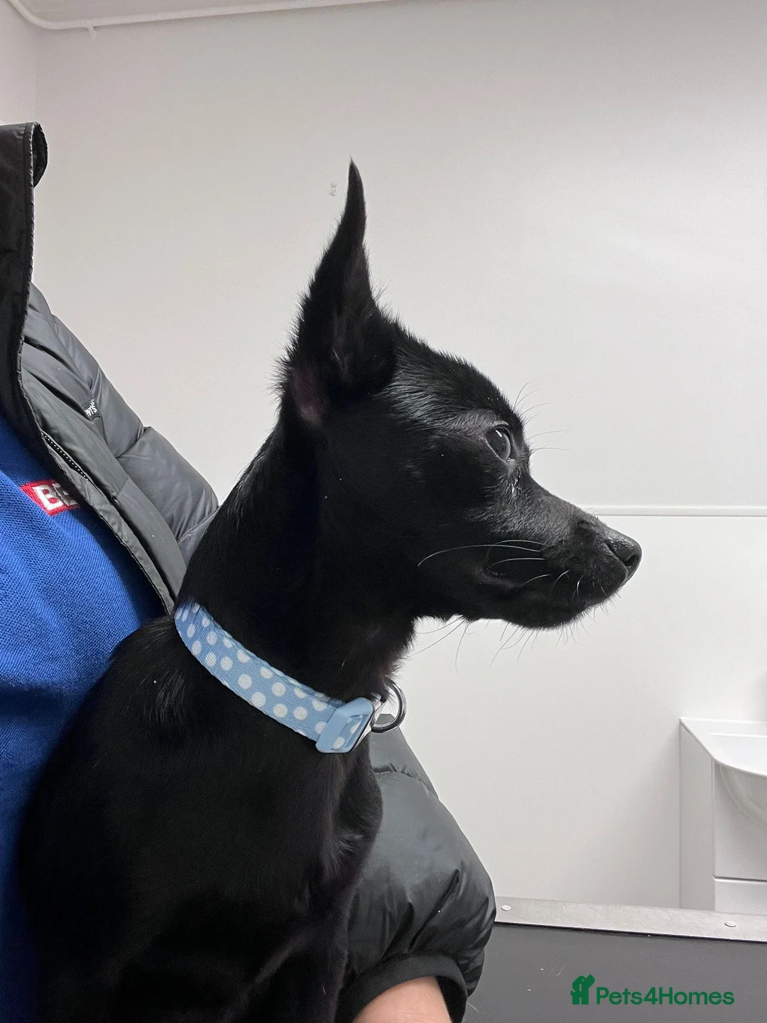 Chihuahua dogs for sale: Chihuahua Puppy For Sale  in Horsham - Advert 2