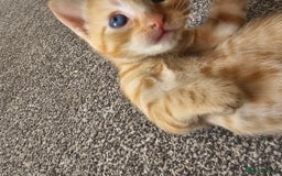 British Shorthair cats for sale: Male and female kittens for sale  - Image 9