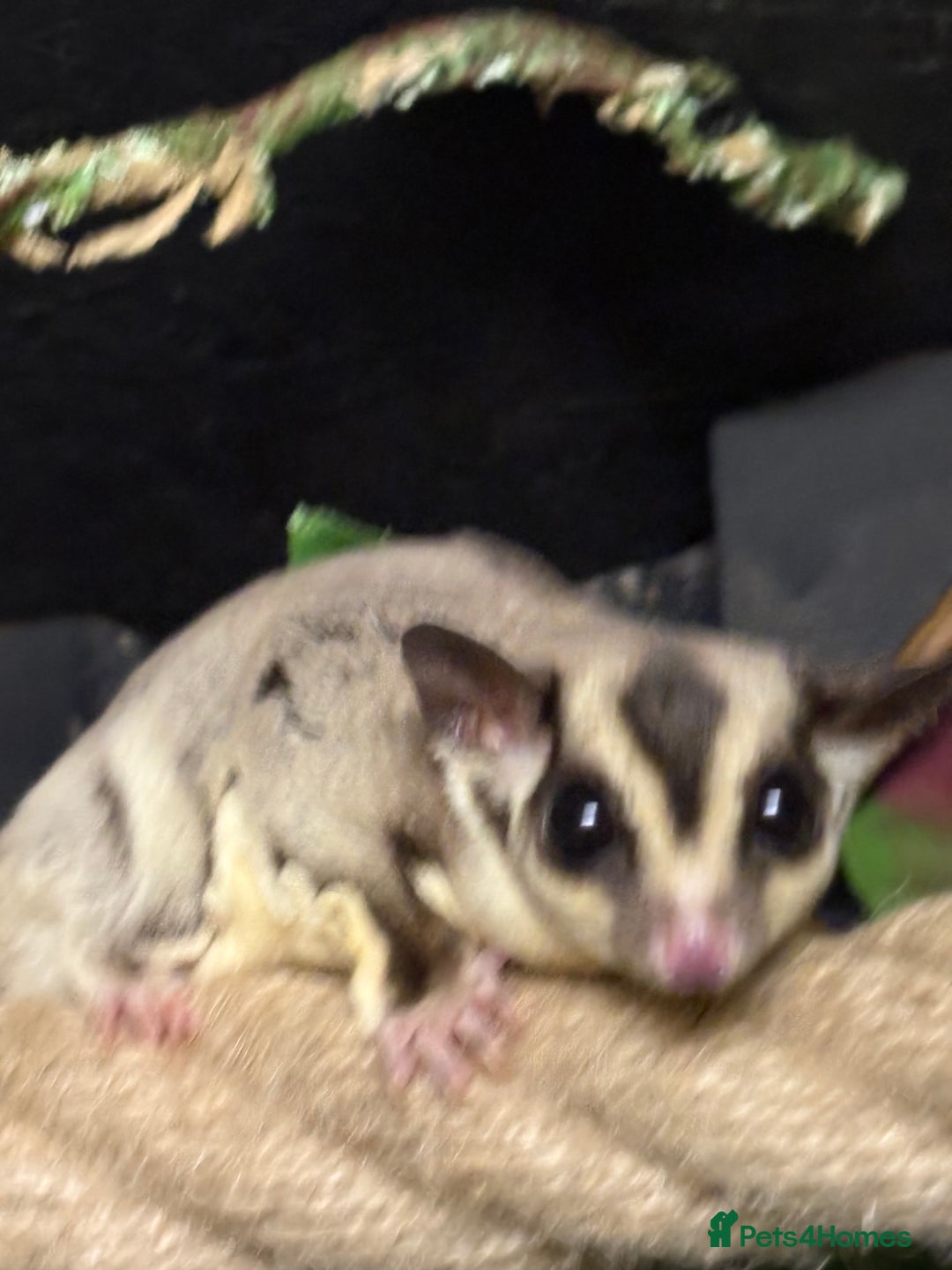 Sugar Glider rodents for sale: Two male sugar gliders for sale in Surrey - Advert 2