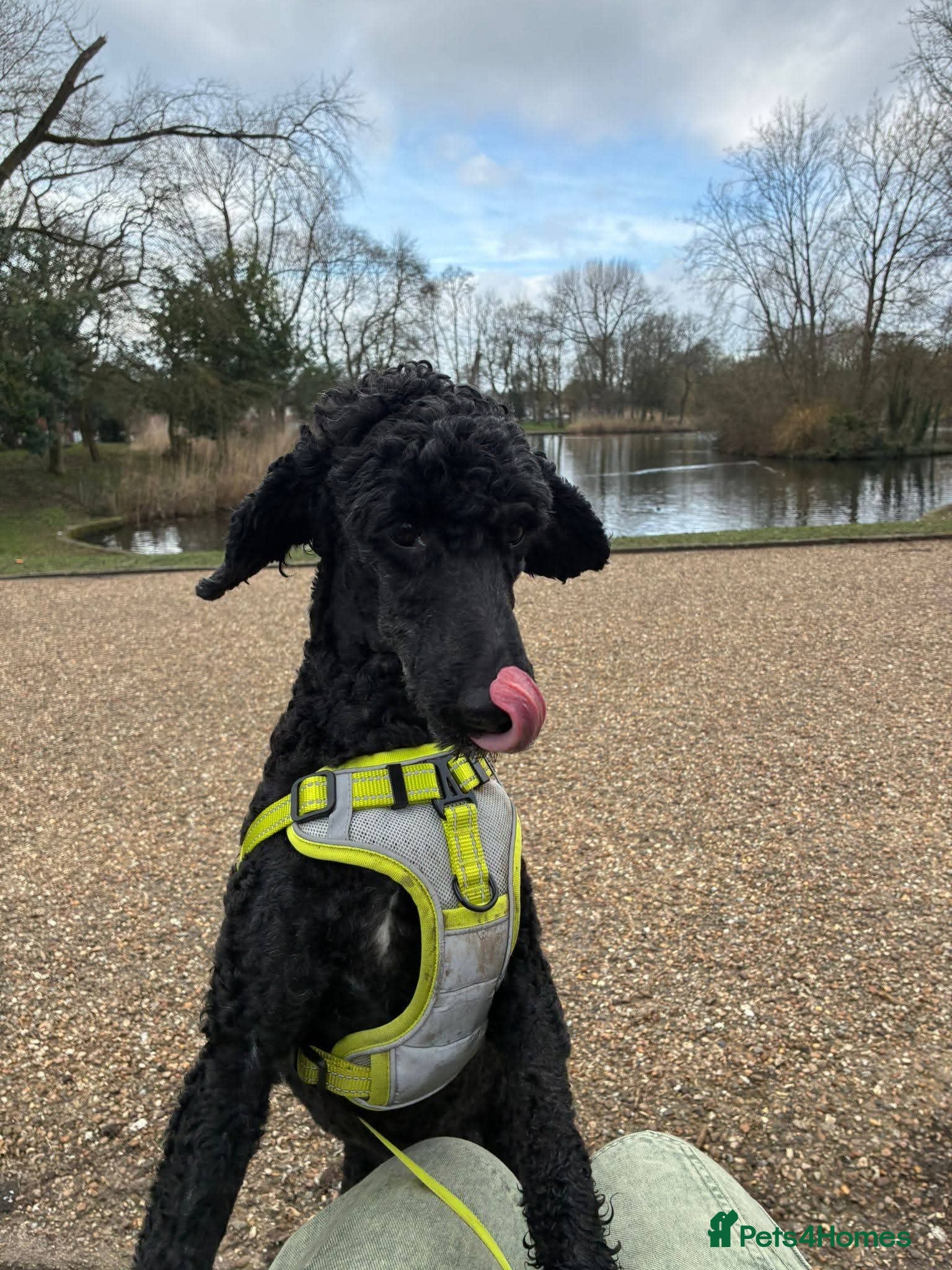 Miniature Poodle dogs ❤️🐶 CHARLIE – Sweet, Lively Girl Ready for Home - Advert 3