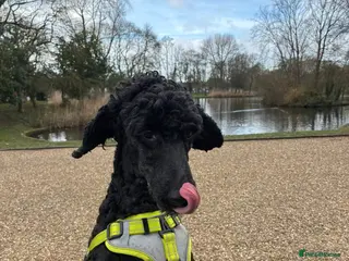 Miniature Poodle dogs ❤️🐶 CHARLIE – Sweet, Lively Girl Ready for Home - Advert 3