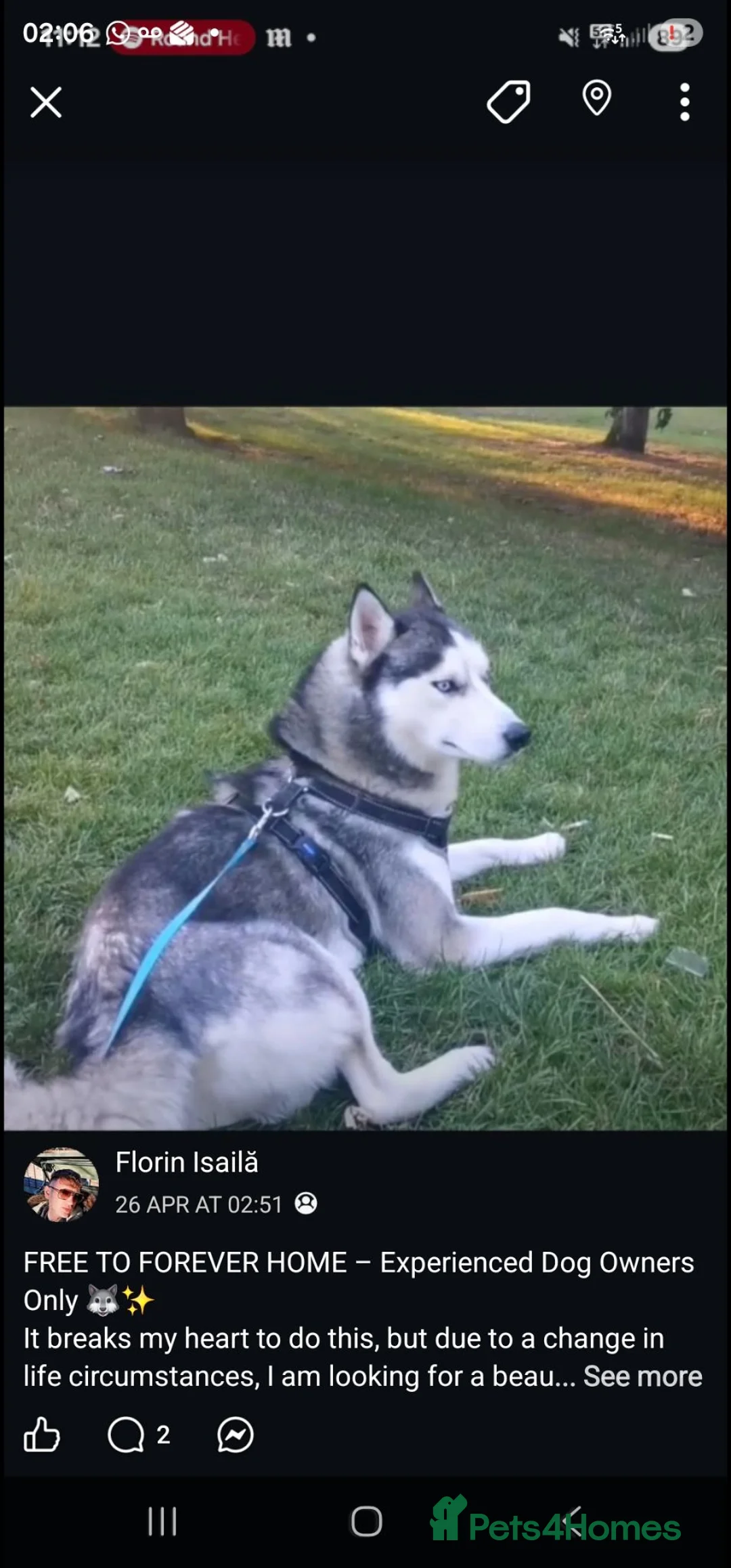 Siberian Husky dogs for sale: Husky 7 yrs old not neutred - Advert 3