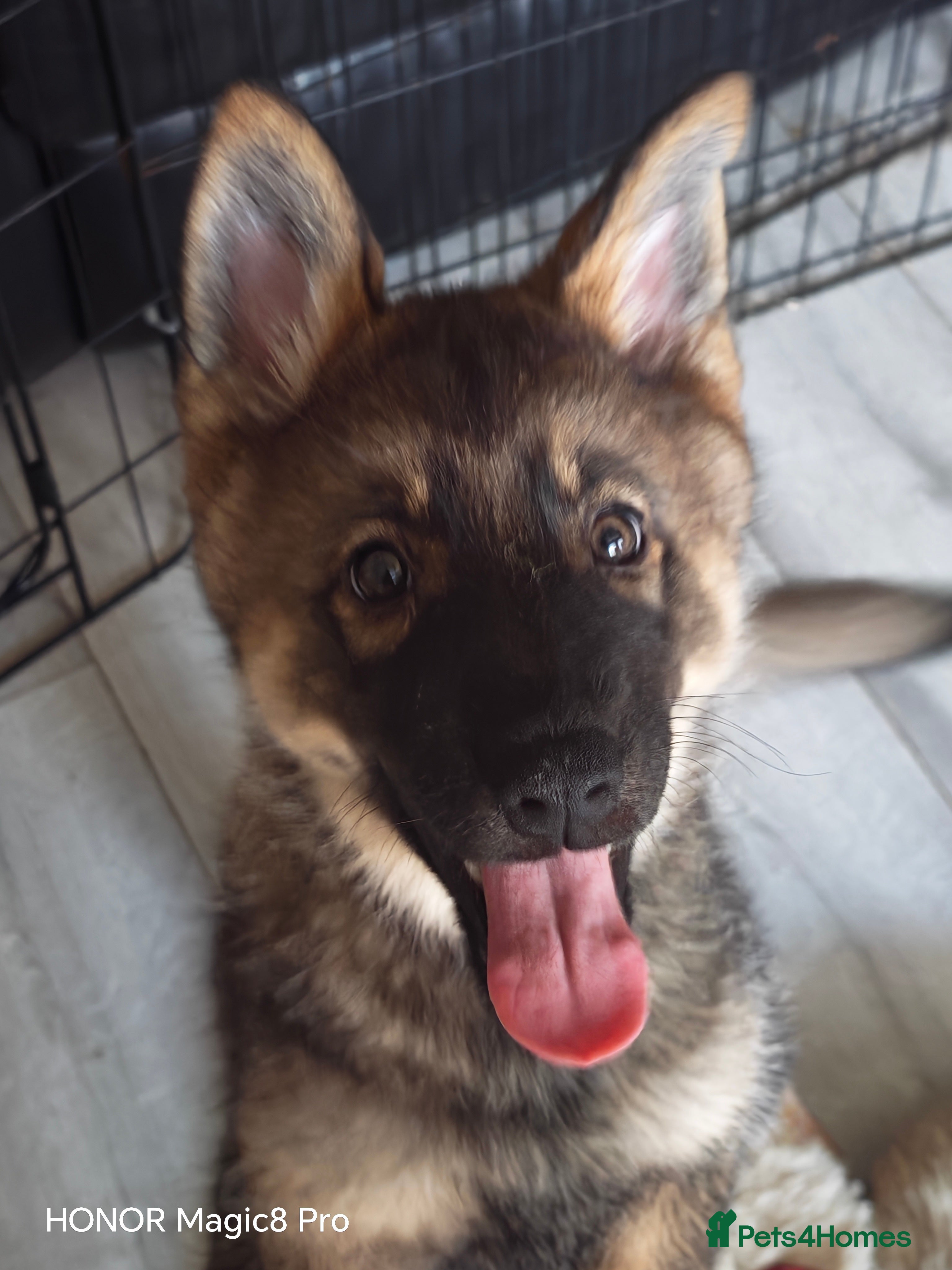 Shepsky dogs 1 Female puppy left  - Advert 4