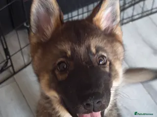 Shepsky dogs German shepherd puppy - Advert 1