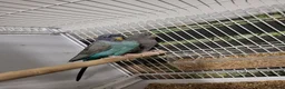 Budgerigars birds for sale: Bfbw budgie - Advert 3