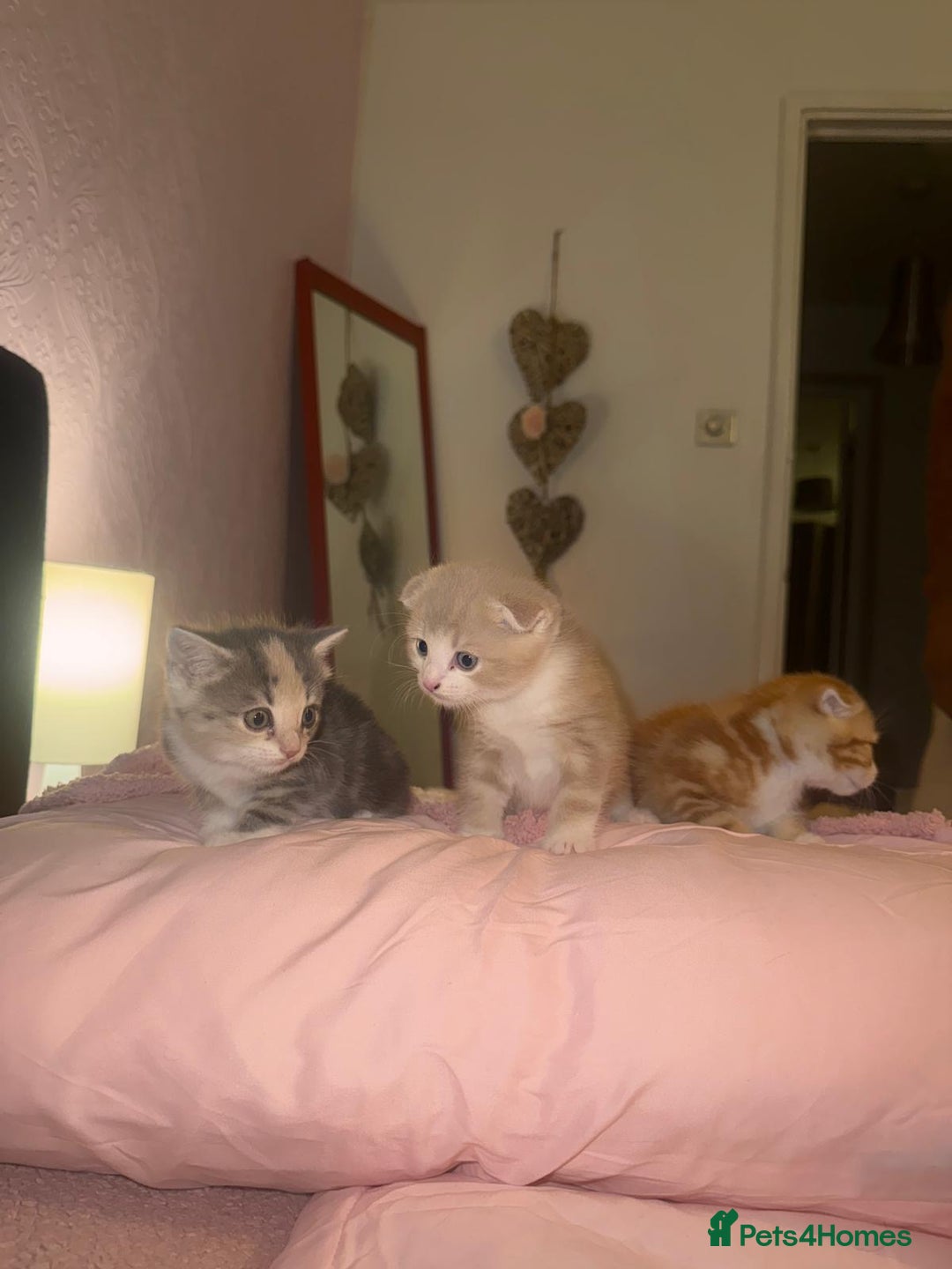 Scottish Fold cats for sale: Scottish Fold Kittens ready for Loving Homes - Image 7