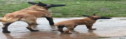 Belgian Shepherd Dog dogs for sale: Belgian Malinois Puppies - Advert 13
