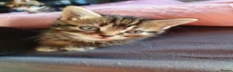 Mixed Breed cats for sale: Tabby and black kittens in Sheerness - Advert 4