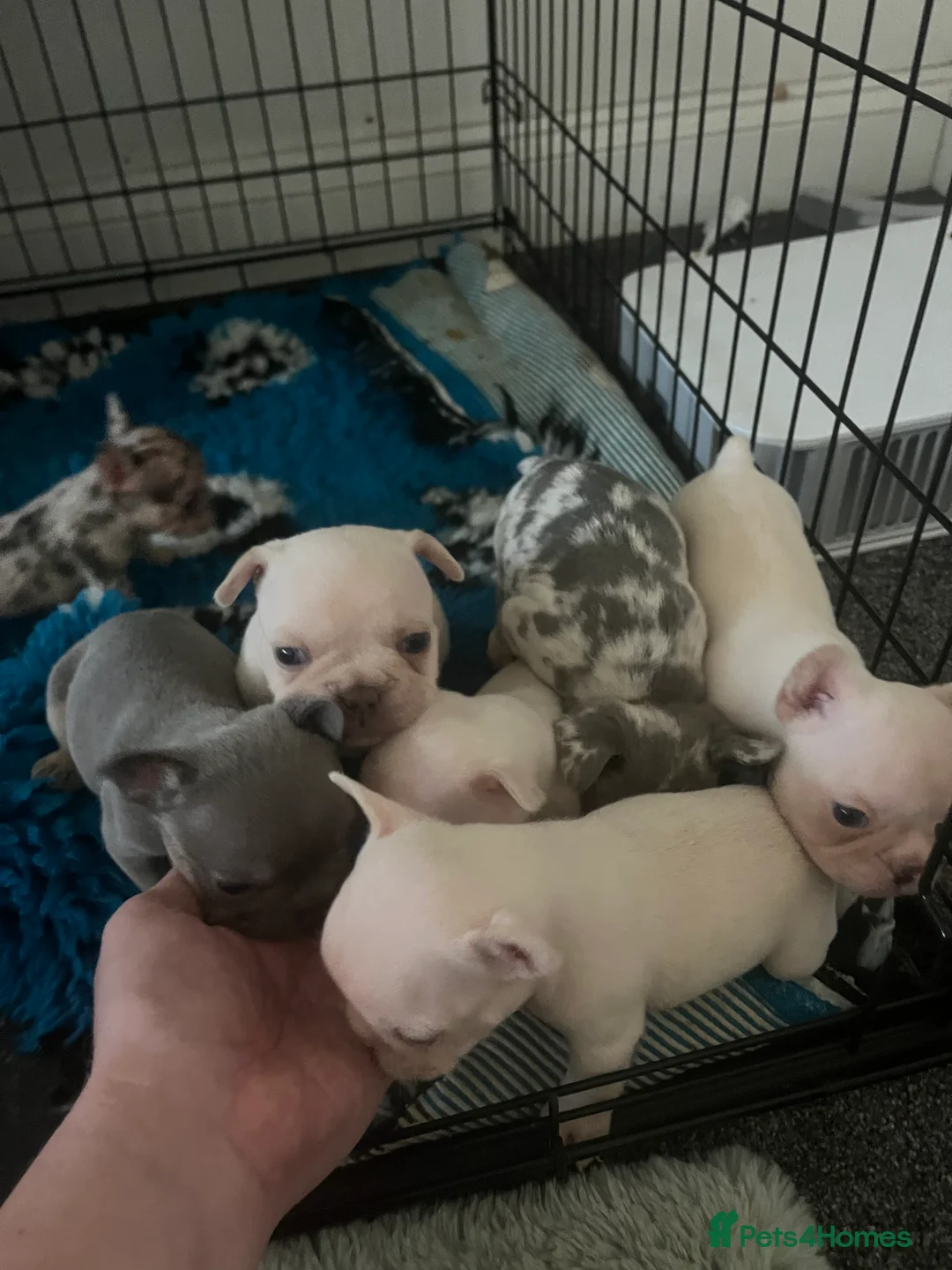 French Bulldog dogs for sale: French Bulldog  in Southend-on-Sea - Advert 1
