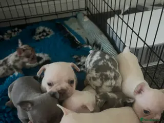 French Bulldog dogs French Bulldog in Southend-on-Sea - Advert 1