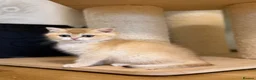 British Shorthair cats for sale: 🌟3 Adorable Golden BSH kittens left 🌟 - Advert 6