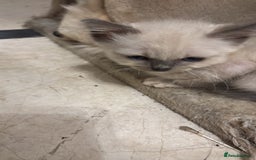 Ragdoll cats for sale: Ragdoll Kittens - Image 5