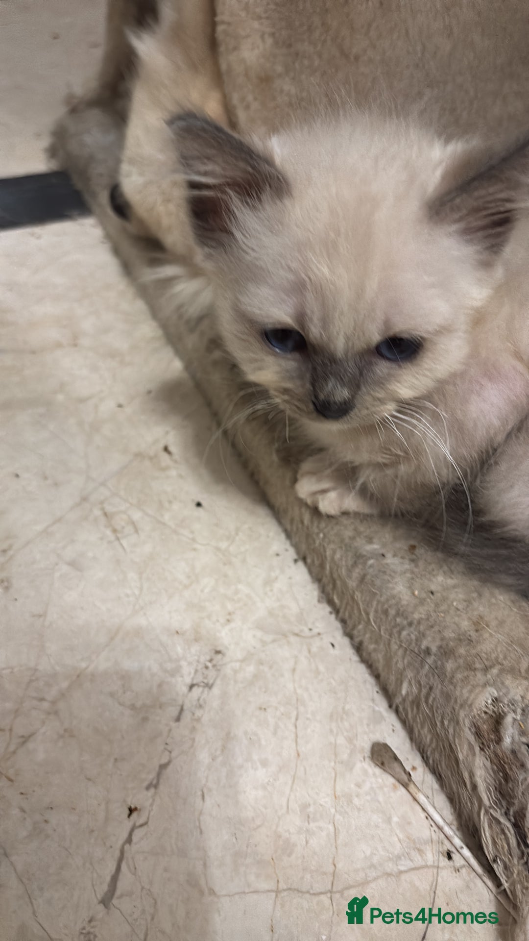 Ragdoll cats for sale: Ragdoll Kittens - Image 5