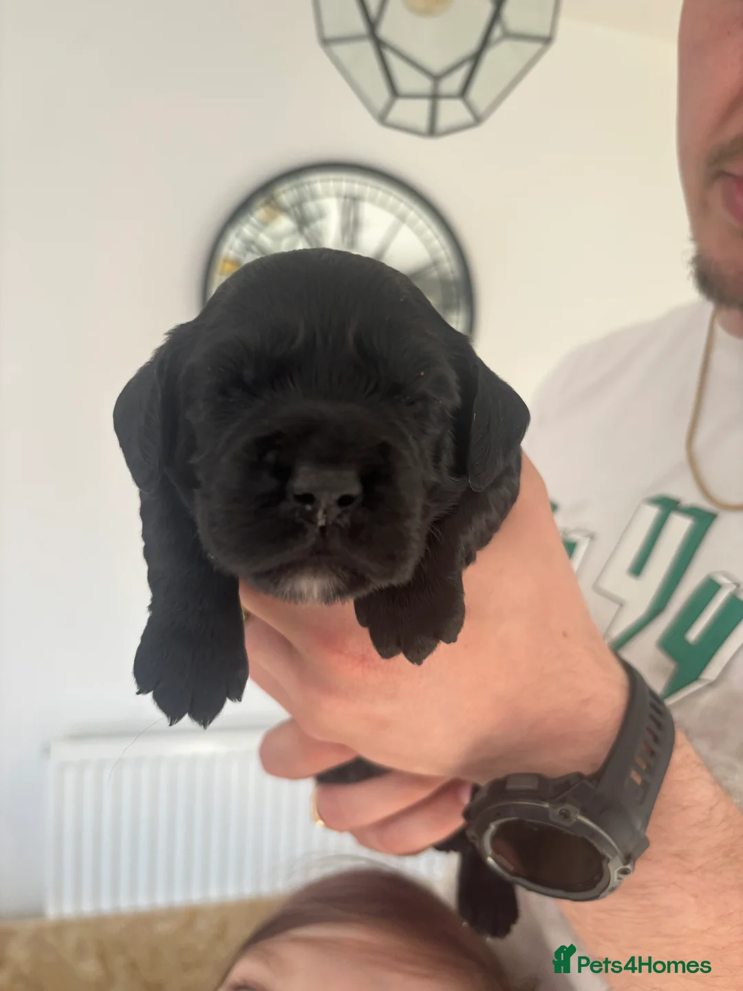 Cocker Spaniel dogs for sale: Working Cocker Spaniel Puppies  - Advert 18