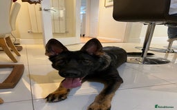 German Shepherd dogs for sale: Female German Shepherd - working line - Advert 10