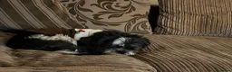 Shih Tzu dogs for sale: Shihtzu for rehoming in Alfreton - Advert 4