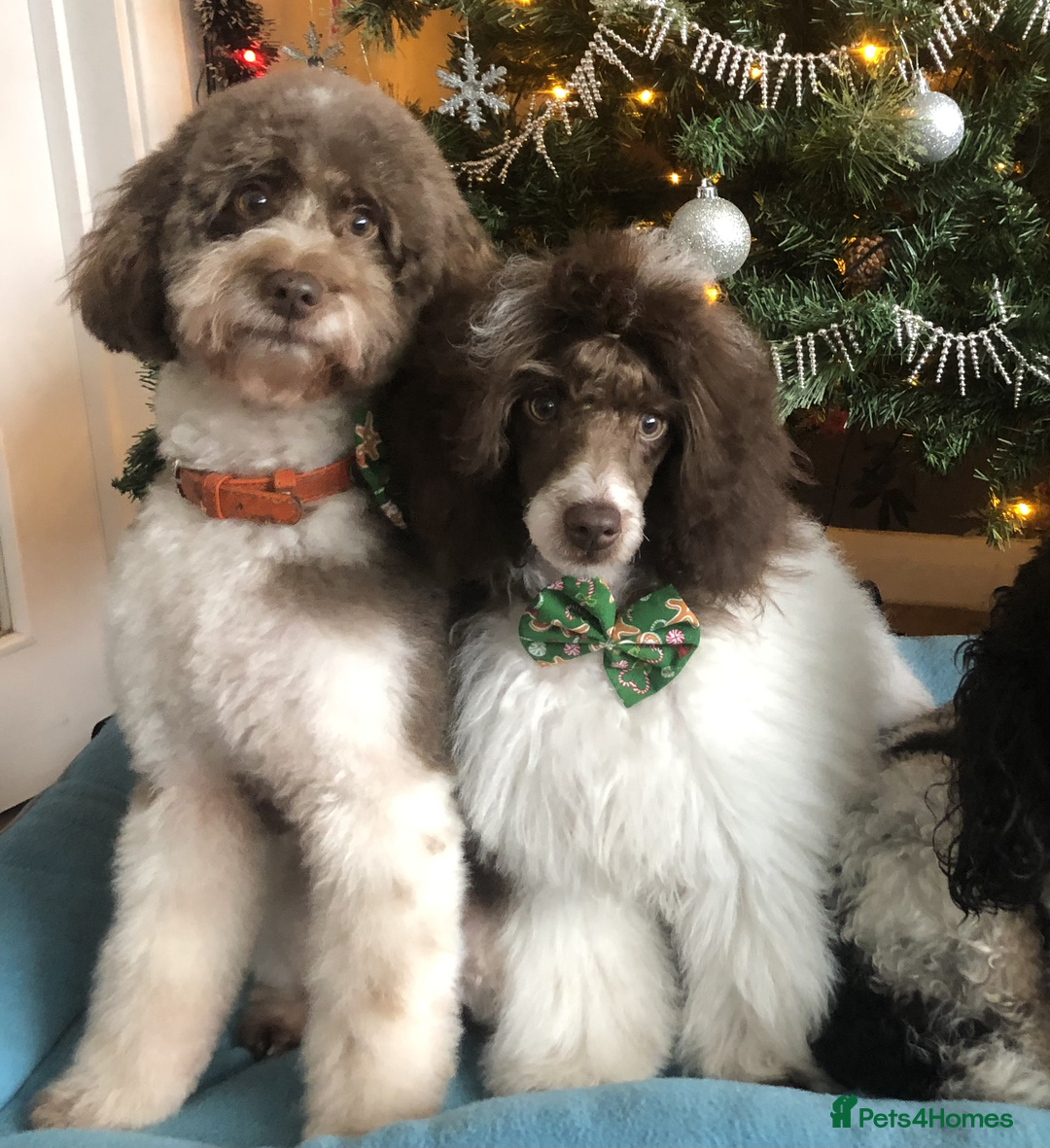 Miniature Poodle dogs for sale: Gorgeous Miniature Poodle puppies - Advert 2