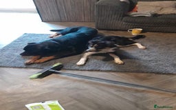 Mixed Breed dogs for sale: Puppie  - Image 3