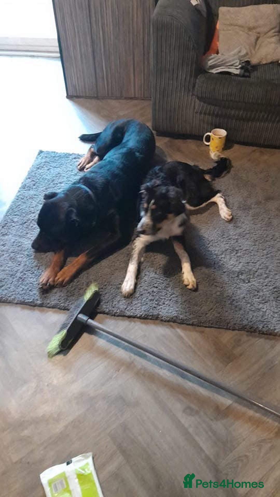 Mixed Breed dogs for sale: Puppie  - Image 3