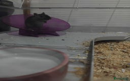Gerbil rodents for sale: Male gerbil &cage - Image 8