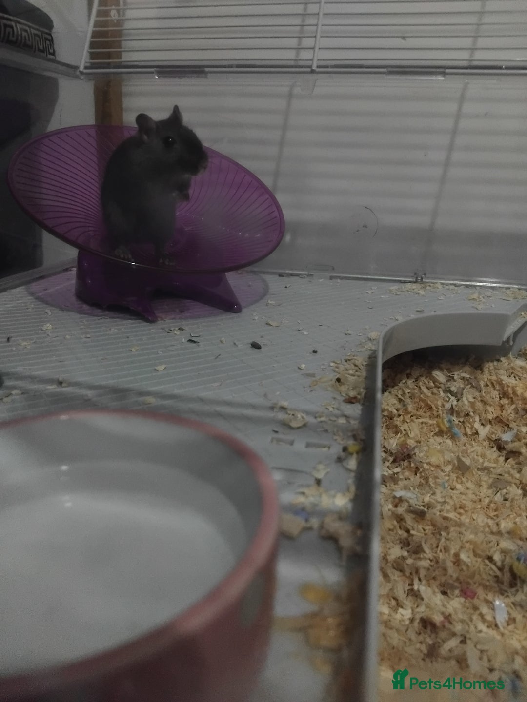 Gerbil rodents for sale: Male gerbil &cage - Image 8