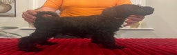 Miniature Schnauzer dogs for sale: Black Miniature Schnauzer Puppies  - Advert 1