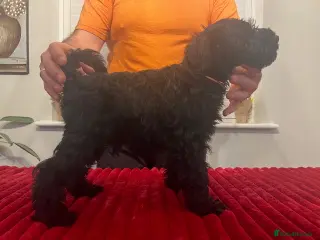 Miniature Schnauzer dogs Black Miniature Schnauzer Puppies - Advert 8