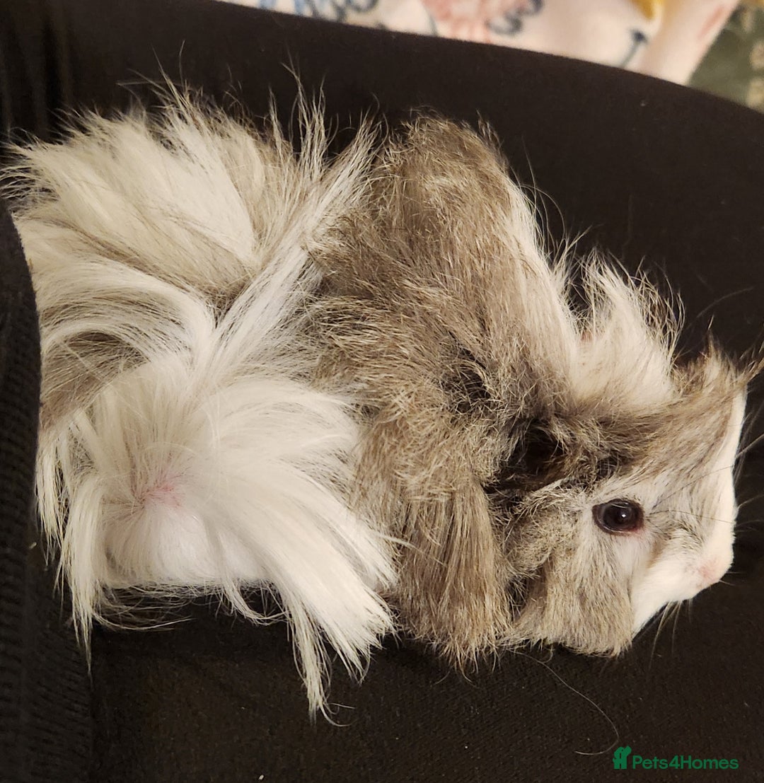 Guinea Pig rodents for sale: Guinea pig trio - Image 2