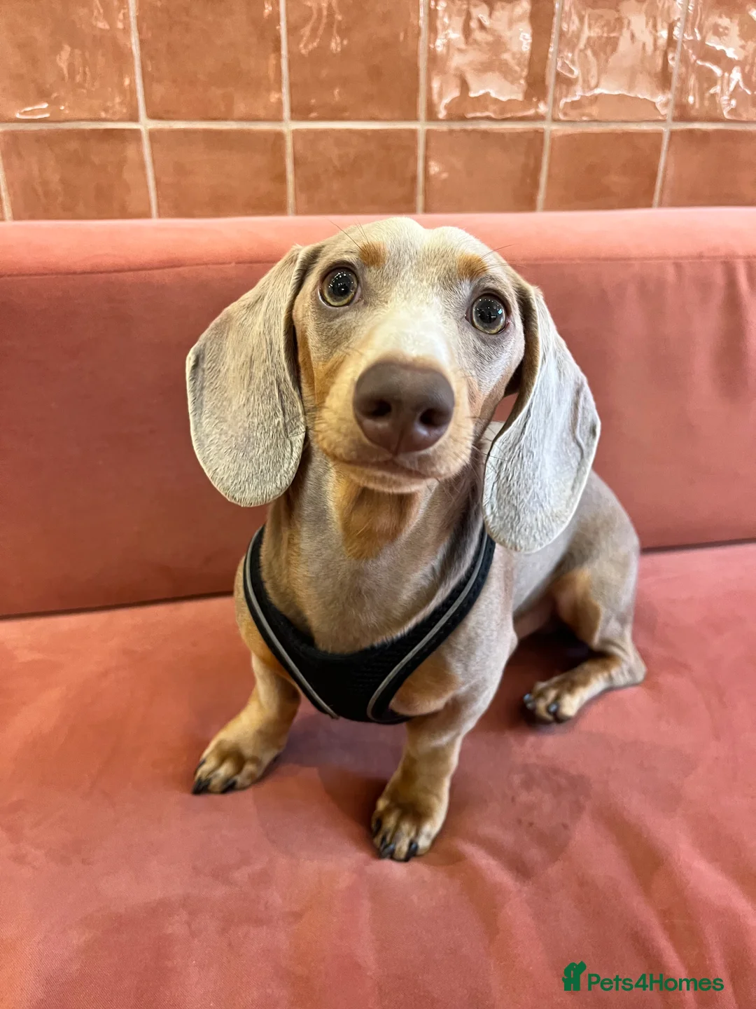 Miniature Dachshund dogs for sale: 9 month, KC registered miniature dachshund  - Advert 3