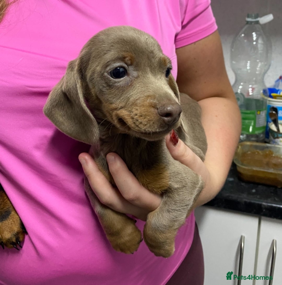 Miniature Dachshund dogs for sale: Miniature dachshund puppies  - Advert 10