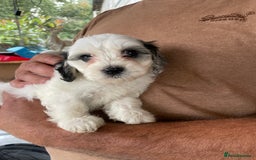 Mixed Breed dogs for sale: Cockapoo x Maltese (Maltipoo) - Image 17