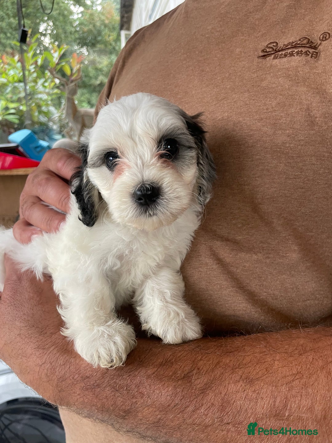Mixed Breed dogs for sale: Cockapoo x Maltese (Maltipoo) - Image 17