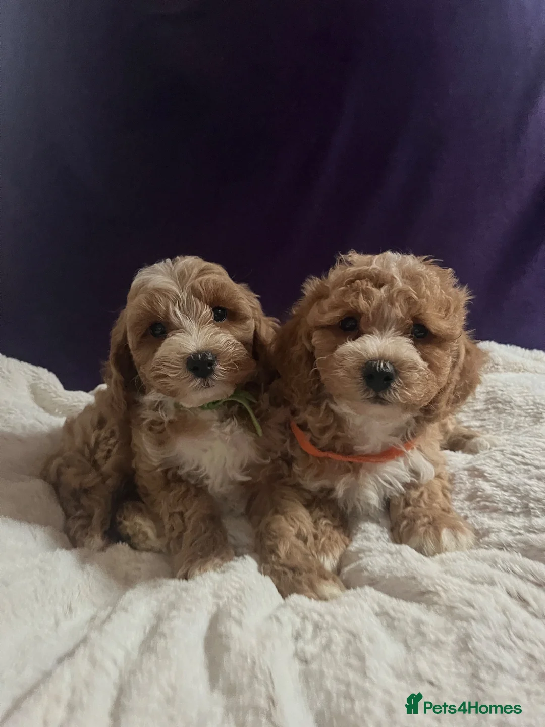 Cavapoochon dogs for sale: Cavapoochon puppies  - Advert 18