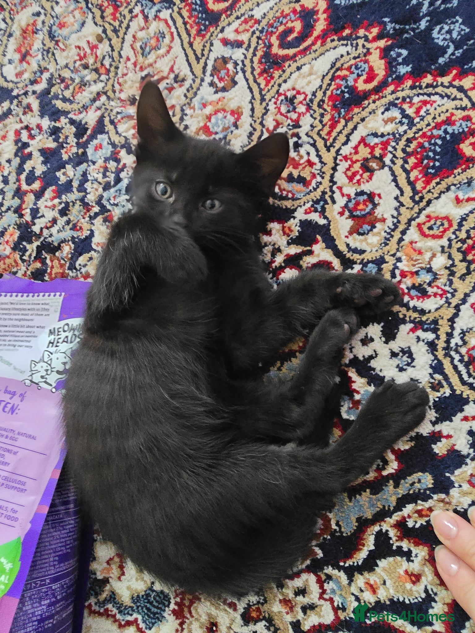 Mixed Breed cats Vaccinated black and tabby Kittens🐾 ready 16/05  - Advert 3