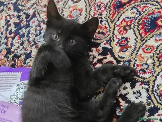Mixed Breed cats Vaccinated black and tabby Kittens🐾 ready 16/05 - Advert 3