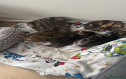 Mixed Breed cats for sale: 2 girl kittens  - Image 5