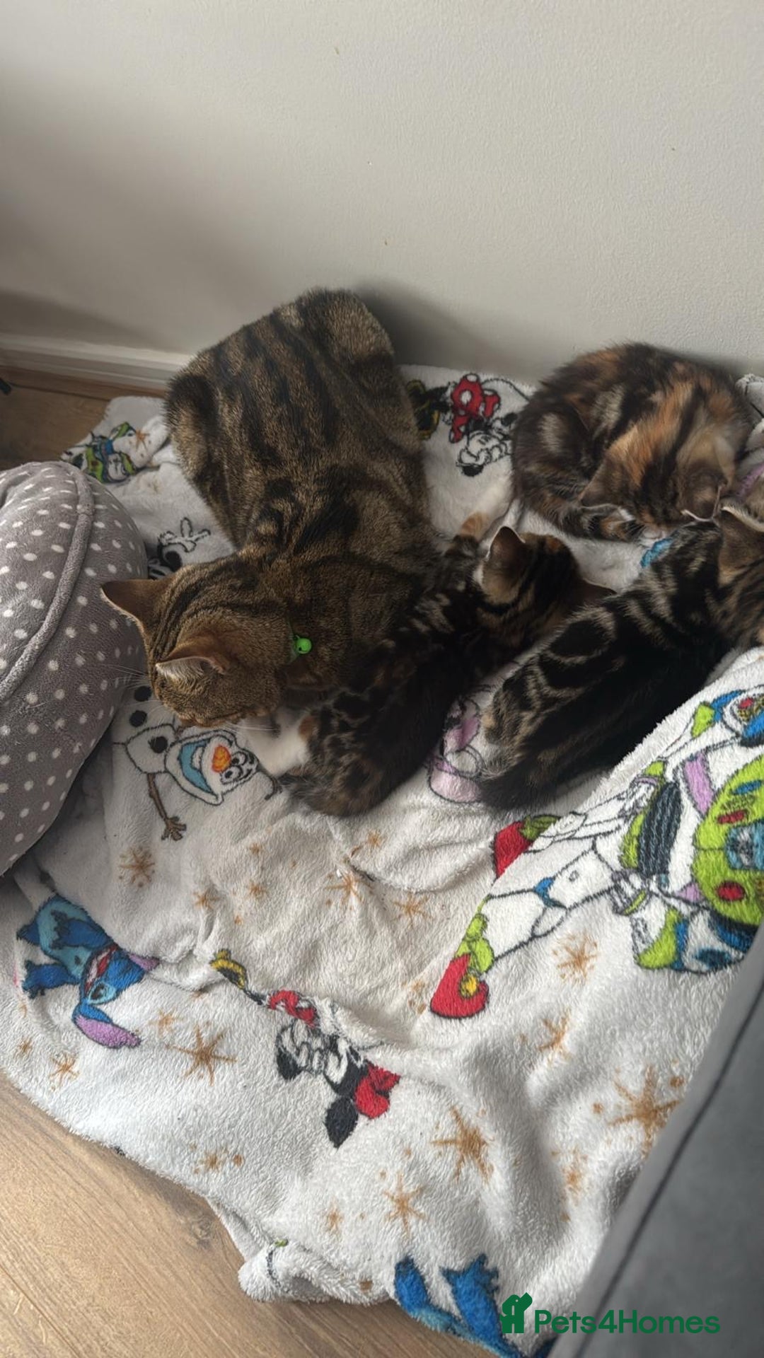 Mixed Breed cats for sale: 2 girl kittens  - Image 5
