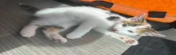 Mixed Breed cats for sale: Beautiful kitties - Advert 10